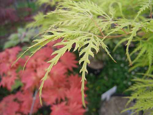 無料で楽しめる植物園『奈良カエデの郷ひらら』＠宇陀市