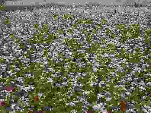 小さく可憐な「蕎麦の花」が満開に!@桜井市笠地区