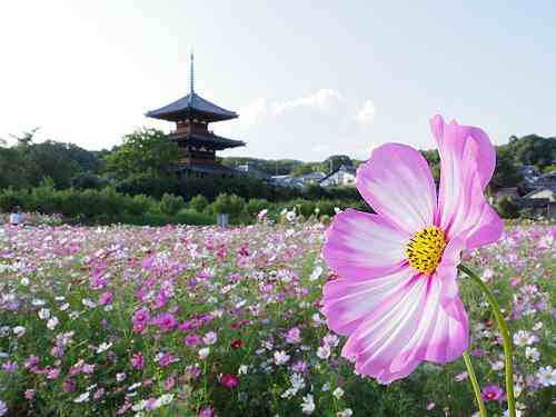 秋の斑鳩の風物詩!法起寺・三重塔とコスモス@斑鳩町