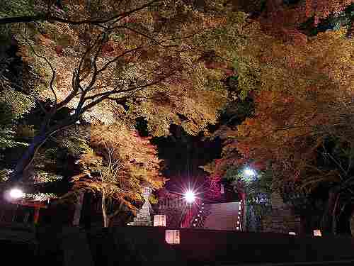 逆さ紅葉も見事!紅葉ライトアップ『等彌神社』@桜井市