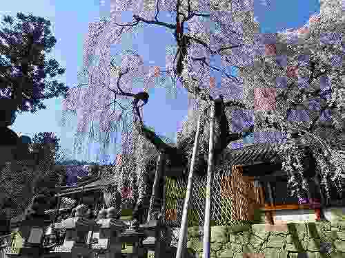 春を告げる「奈良の一番桜」枝垂れ桜＠氷室神社（奈良市）