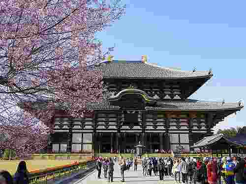 東大寺大仏殿前の桜。日本の春らしい光景です