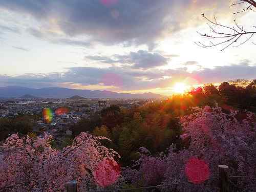 大和三山も一望!桜満開の『大美和の杜展望台』@大神神社
