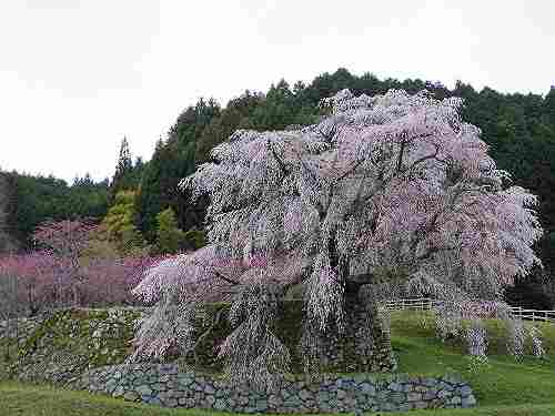 樹齢300年の「本郷の瀧桜」!満開の『又兵衛桜』@宇陀市