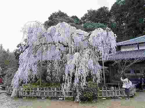 「小糸しだれ桜」2本の古木が満開の『大野寺』@宇陀市