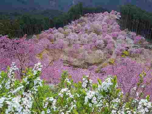 千本のしだれ桜が咲き誇る『天空の庭 高見の郷』@東吉野村