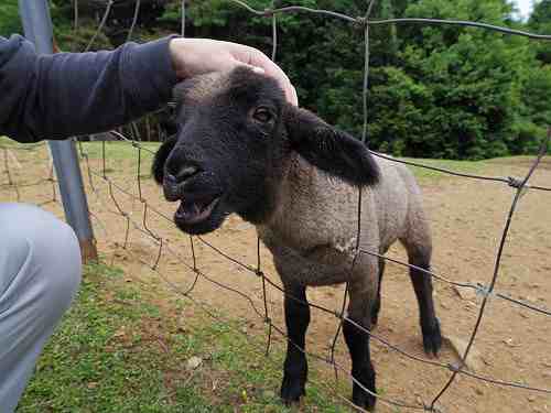 羊せんべいも！羊と触れ合える『めえめえ牧場』＠山添村