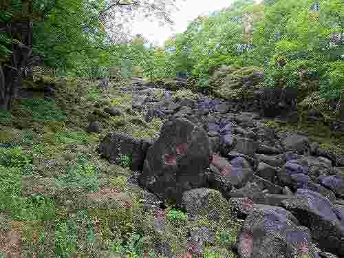 神野山のツツジ（終わりかけ）・鍋倉渓・茶畑＠山添村