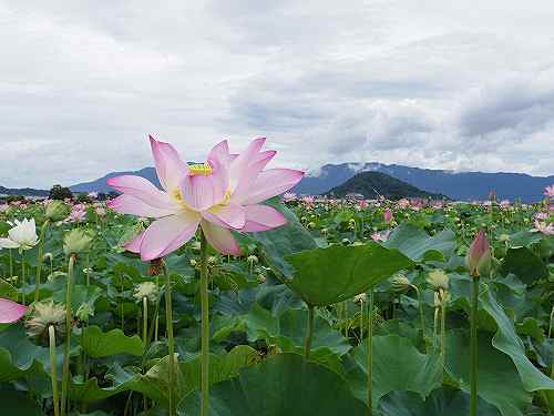 藤原宮跡の「蓮」と「キバナコスモス」が見事!@橿原市