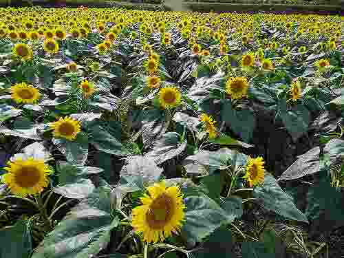 山間の集落に広がる『室生ひまわり畑』@宇陀市室生