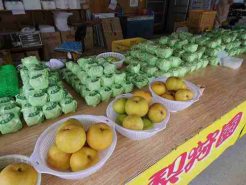 梨の直売・梨狩りも！名産地『大阿太高原の梨』＠大淀町