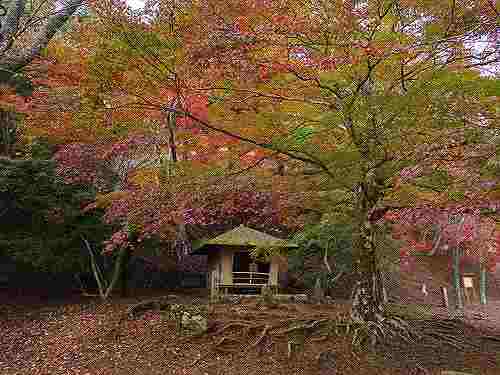 歌人・西行が愛した奥千本『西行庵』の紅葉＠吉野山