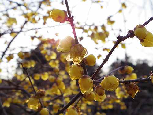 甘い香りの可憐な花『蝋梅(ろうばい)』@明日香村八釣