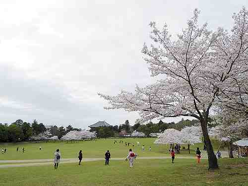 東大寺・奈良公園周辺の桜を観てきました(2015年版)