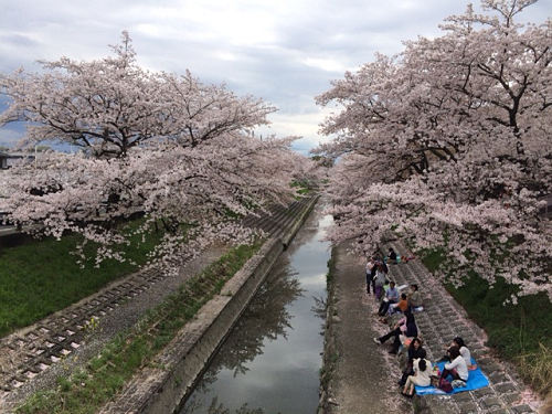 約1,200本の桜並木!『高田の千本桜』@大和高田市