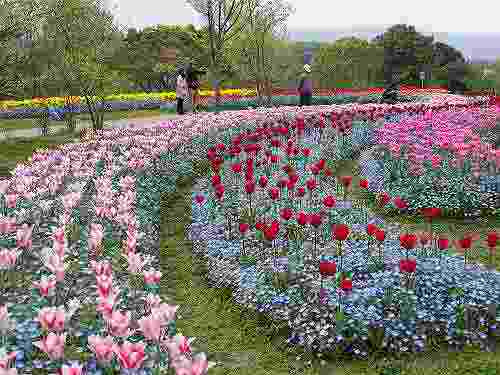 約30万株の迫力!『馬見チューリップフェア』@馬見丘陵公園