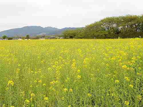 約250万本!藤原宮跡の『菜の花』を観てきました@橿原市