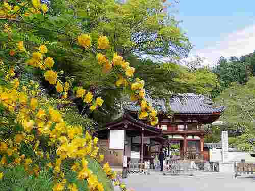 石楠花・牡丹・シャガ・山吹！『岡寺』でお花を愛でました