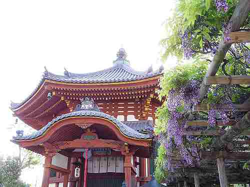 南都八景の一つ『南円堂藤』が満開に!@興福寺(奈良市)