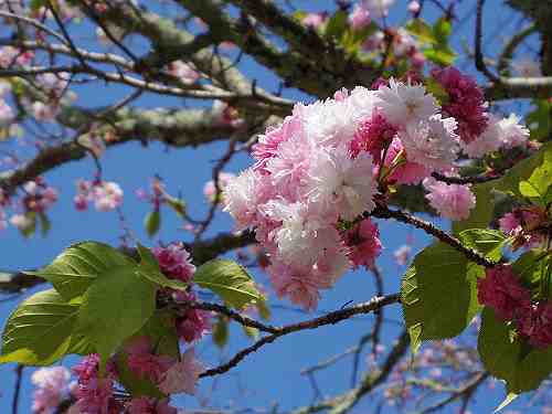 奈良公園周辺の『ナラノヤエザクラ』探して歩いてみました