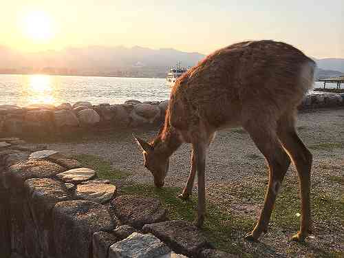 餌やり禁止!?宮島の鹿と人間の共存の難しさ＠広島県宮島