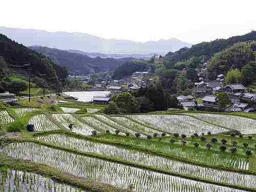 日差しがきらめく、初夏の美しい棚田の風景＠明日香村
