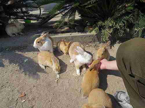 ウサギ好きの聖地『うさぎ島』（大久野島）の遊び方＠広島県