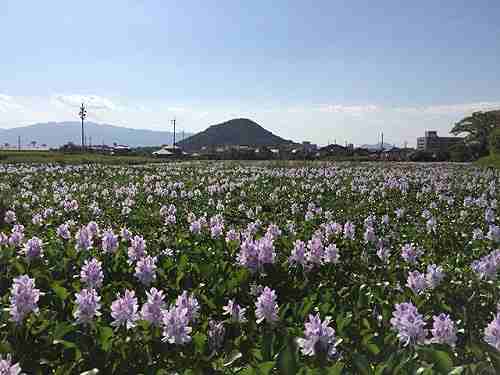 すみれ色の「ホテイアオイ」が満開!『本薬師寺跡』@橿原市