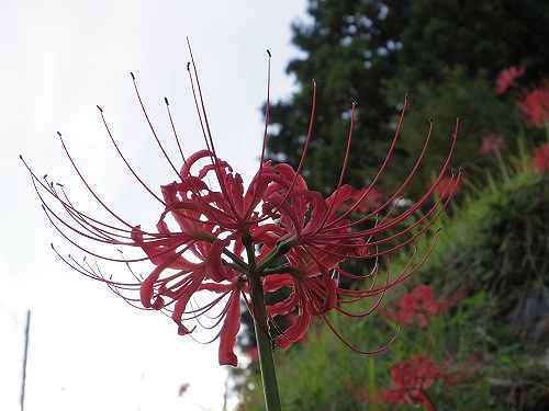 獣の食害から復活を目指す『佛隆寺の彼岸花』@宇陀市(2015年秋)