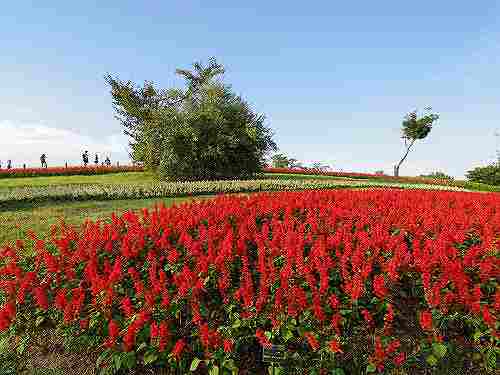20万株の秋の花々！『第5回 馬見フラワーフェスタ』＠馬見丘陵公園
