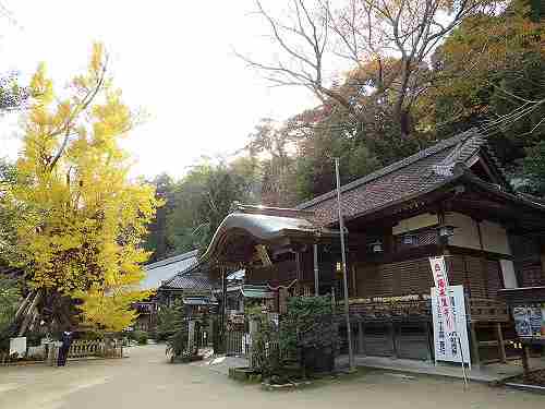 樹齢1200年！ご神木「乳銀杏」の紅葉 ＠葛城一言主神社（御所市）