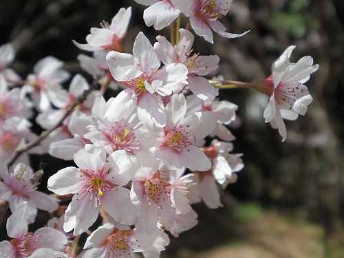 淡いピンクの早咲きの桜『啓翁桜』が満開! @馬見丘陵公園
