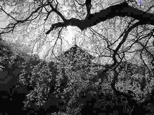 頭上いっぱいに広がる樹齢300年の『しだれ桜』@當麻寺護念院