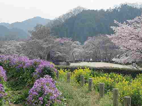 咲き始めの桜と菜の花。のどかな春の『石舞台古墳』@明日香村