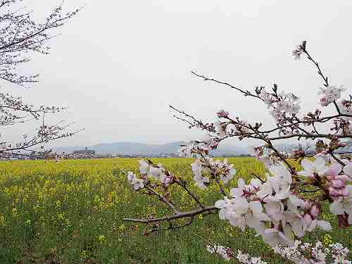 250万本の菜の花+咲きかけの桜『藤原宮跡』@橿原市
