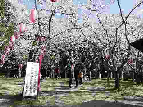 約600本の桜。お花見最適スポット『石上神宮外苑公園』@天理市