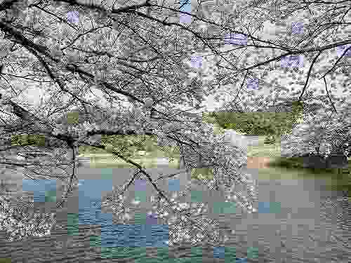 幻の大寺院跡に咲く美しい桜『内山永久寺跡』@天理市