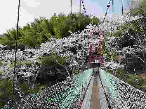 『とっくり湖』にかかる吊り橋と満開の桜 @三郷町