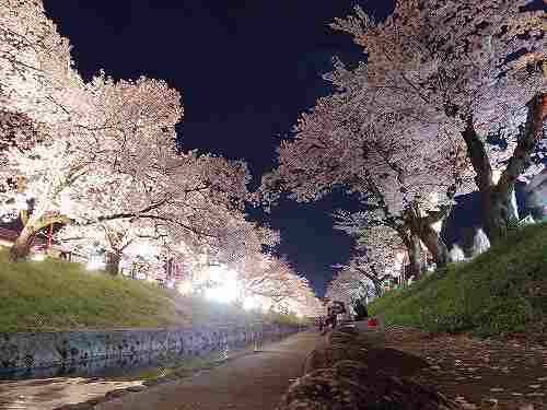 大中公園の美しい夜桜『高田千本桜』@大和高田市