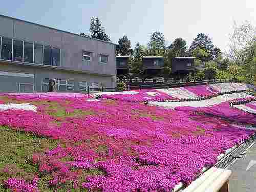 花のじゅうたん「シバザクラ」が満開! @匠の聚(川上村)