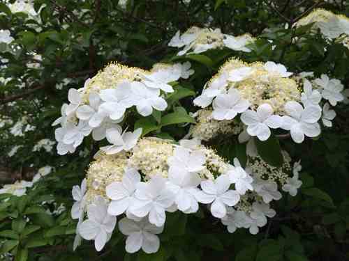鑑真和上の故郷の花「瓊花」特別公開 @唐招提寺(奈良市)