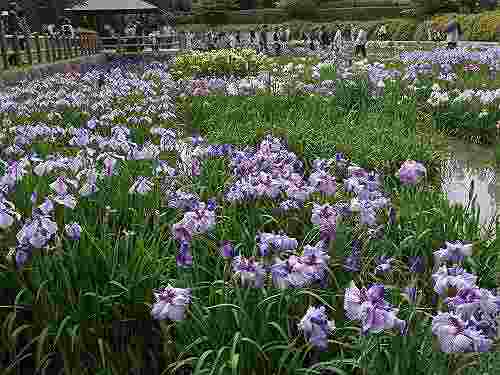 3万本の花しょうぶ!『馬見花菖蒲まつり』@馬見丘陵公園