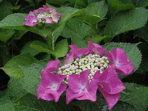 梅雨空の恵み!参道沿いに咲き誇るアジサイ @長弓寺(生駒市)