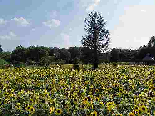 約10万株に拡大!『馬見ひまわりウィーク』@馬見丘陵公園