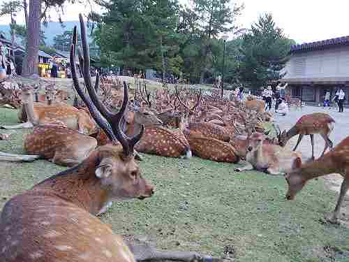 夏の鹿が密集する『鹿だまり』とは? @奈良公園