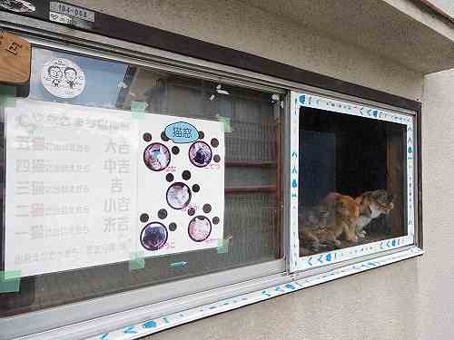 窓に並ぶ猫の数で運勢がわかる？『猫窓』＠大和郡山市