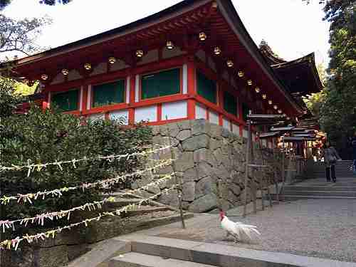 鶏が闊歩する『石上神宮』で酉年の初詣 @天理市