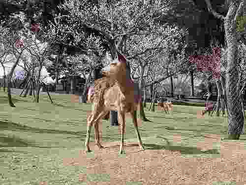 梅の木の間を歩く鹿たち『片岡梅林』@奈良公園