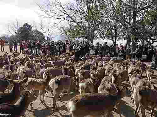 ホルンの音色で鹿たちが集まる『鹿寄せ』＠奈良公園