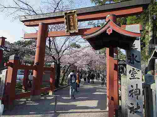 氷室神社『枝垂れ桜』2017年も見事に開花!(奈良市)